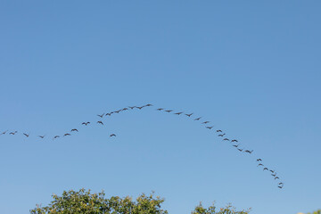 Flock of Canadian geese in flight