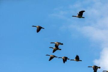 Flock of Canadian geese in flight