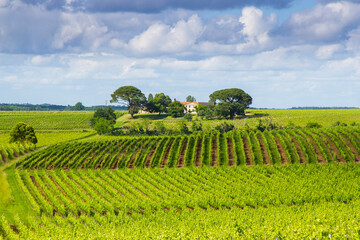 Famous Saint-&Eacute;milion vineyard near Bordeaux, France.