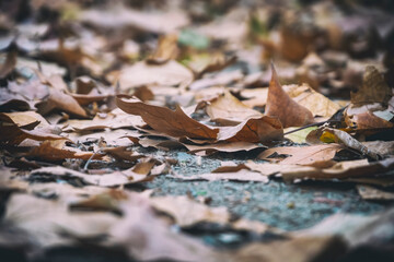 Close Up Shot Of Fallen Autumn Leaves