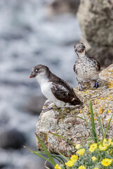 Least Auklets (Aethia pusilla) at St. George Island, Pribilof Islands, Alaska, USA