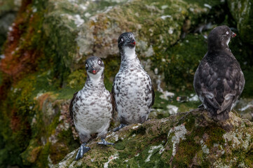 Least Auklets (Aethia pusilla) at St. George Island, Pribilof Islands, Alaska, USA