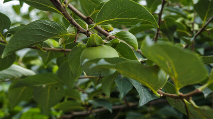 Raw green hachiya seen amongst tree leaves