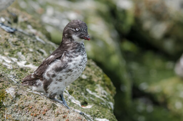 Least Auklet (Aethia pusilla) at St. George Island, Pribilof Islands, Alaska, USA