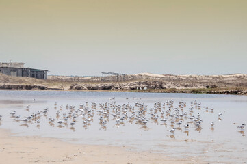 Seagulls inside the creek on the beach 