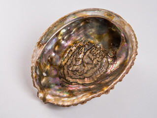Beautiful sea shell with mother of pearl on a white background.