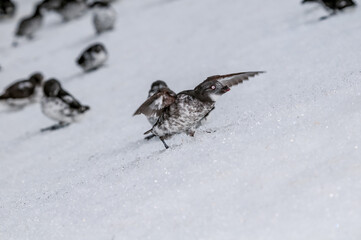 Least Auklets (Aethia pusilla) at colony in early spring at St. George Island, Pribilof Islands, Alaska, USA