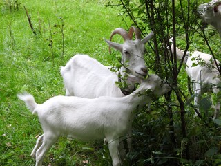 Domestic goats eat in the meadow in clear weather