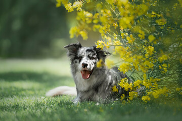 black and white border collie dog