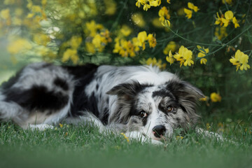 black and white border collie dog