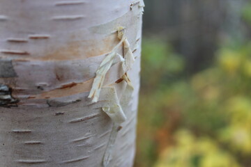 birch tree close up