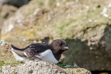 Dovekie (Alle alle) at Least Auklet colony in St. George Island, Alaska, USA