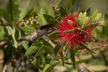 Allen's Hummingbird female feeding on bottlebrush bush flower