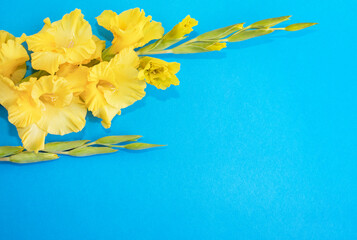 Yellow gladiolus flower on a blue background. Place for text. Postcard for congratulations.