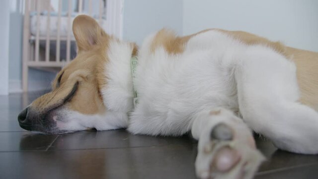 corgi lay on the wooden floor