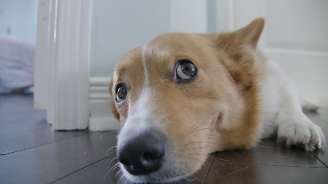 corgi lay on the wooden floor