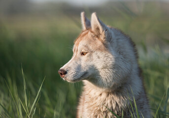 The siberian husky portrait