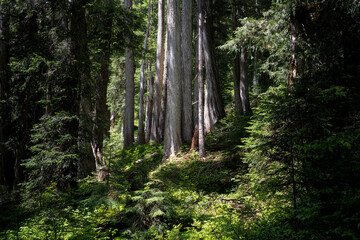 Tall Cedars In Western Washington State, USA