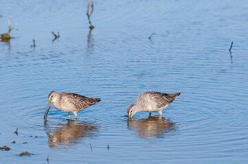 Long-billed Dowitcher (Limnodromus scolopaceus) in Bolsa Chica Ecological Reserve, California, USA