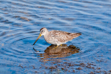 Long-billed Dowitcher (Limnodromus scolopaceus) in Bolsa Chica Ecological Reserve, California, USA