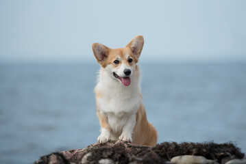 red corgi dog on the beach