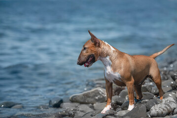 red bullterrier dog on the beach