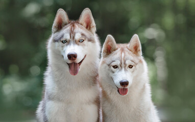 The siberian husky portrait