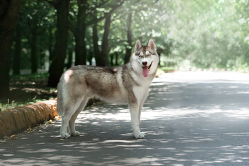 The siberian husky portrait