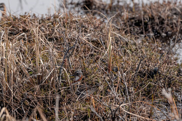 Red-necked Phalarope (Phalaropus lobatus) female in Barents Sea coastal area, Russia