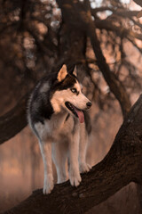 The siberian husky portrait