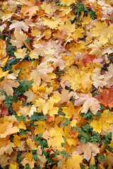 Many multi-colored maple leaves lie on the ground in a park. Top view on yellow, red, green and other colors of leaves. Autumn concept