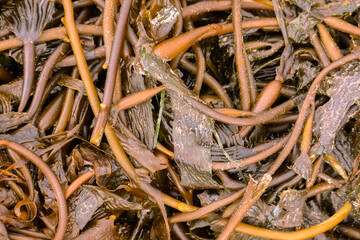 Closeup of brown seaweed washed ashore