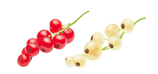 white and red currant isolated on white