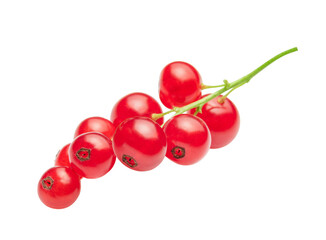red currant isolated on white