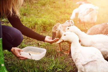 Geflügel füttern © drewsdesign