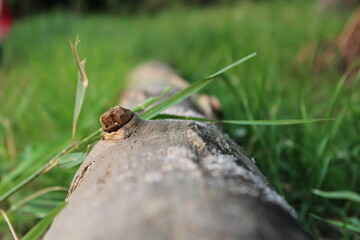 fallen log in grass