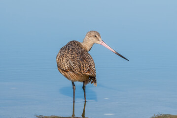 Marbled Godwit (Limosa fedoa) in Malibu Lagoon, California, USA