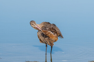 Marbled Godwit (Limosa fedoa) in Malibu Lagoon, California, USA