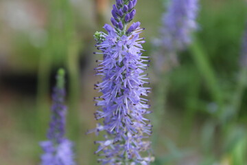 close up of lavender flowers