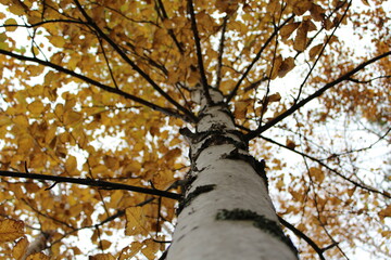 Fototapeta premium tree in the autumn