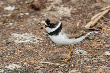 Semipalmated Plover (Charadrius semipalmatus) at St. George Island, Pribilof Islands, Alaska, USA