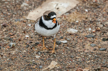 Semipalmated Plover (Charadrius semipalmatus) at St. George Island, Pribilof Islands, Alaska, USA
