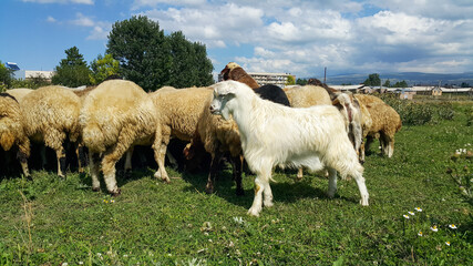 Obraz premium Beautiful white goat. A herd of sheep, lambs and goats graze in a meadow on a Sunny day. Beautiful domestic mammals feed on plants.