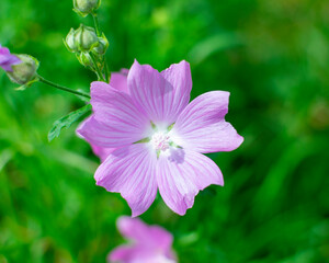 Obraz premium Rosa Malvenblüte in der Natur mit grünem Hintergrund