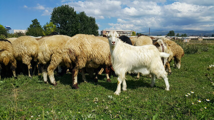 Obraz premium Beautiful white goat. A herd of sheep, lambs and goats graze in a meadow on a Sunny day. Beautiful domestic mammals feed on plants.