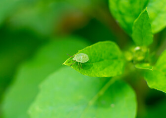 grüne Schildwanze (Palomena prasina) in Nahaufnahme