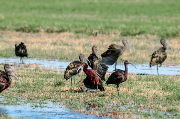 White-faced Ibis (Plegadis chihi) in Salton Sea area, Imperial Valley, California, USA