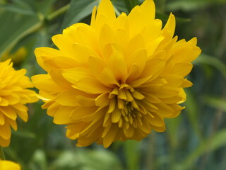 yellow chrysanthemum flower