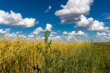 field of wheat and blue sky