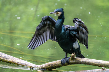 The great cormorant, Phalacrocorax carbo sitting on a branch